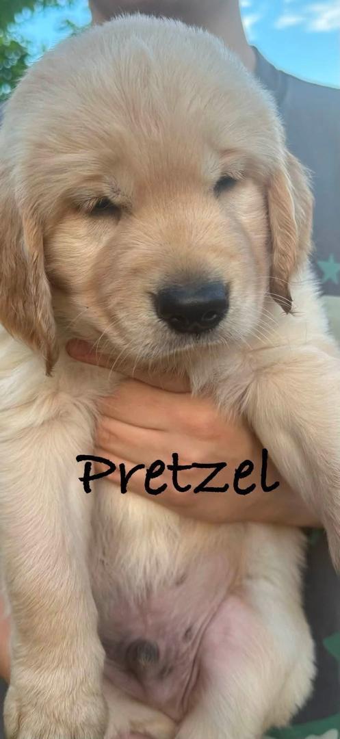 Pretzel