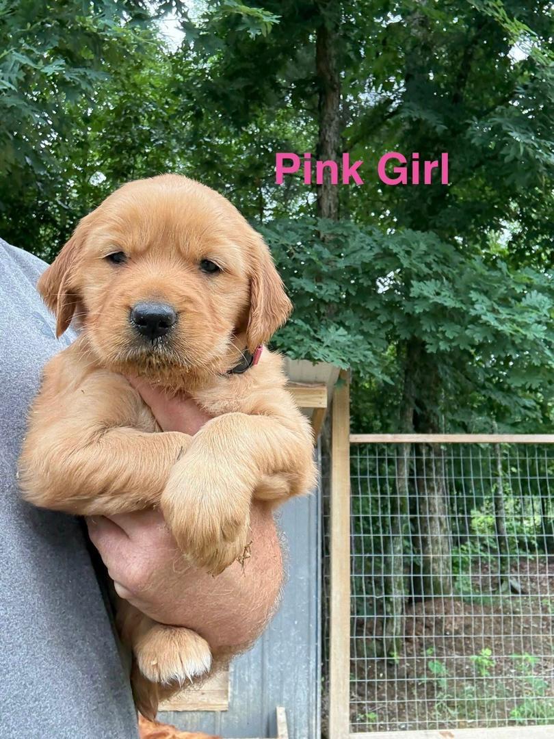 Pink Girl