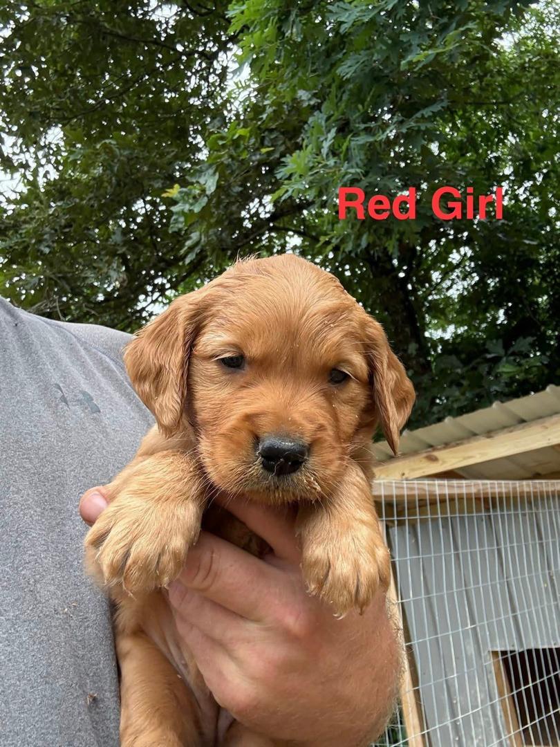 Red Girl