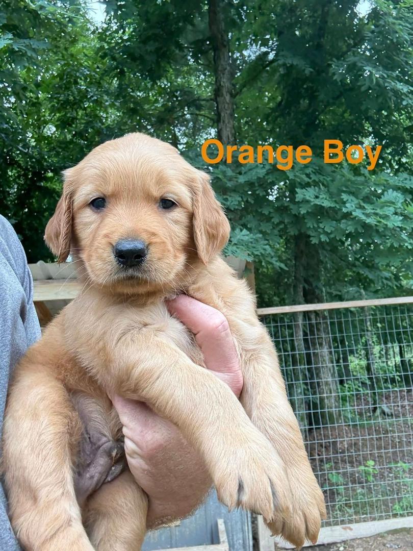Orange Boy